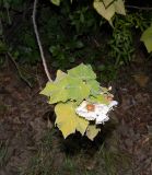 Dombeya burgessiae
