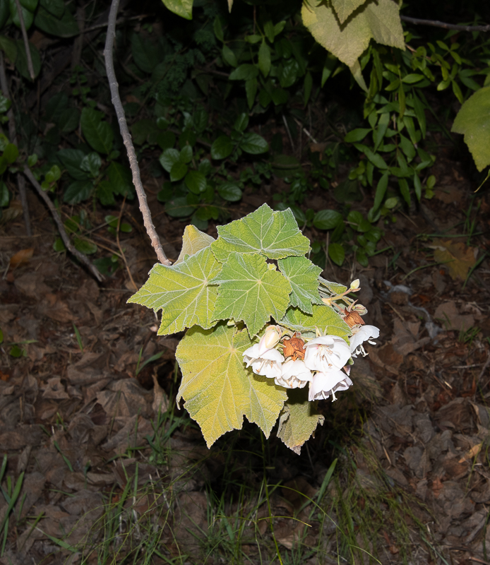 Image of Dombeya burgessiae specimen.