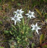 Leontopodium stellatum. Цветущие растения. Магаданская обл., окр. г. Магадан, мыс Островной, низкотравный луг на мысе. 22.07.2018.