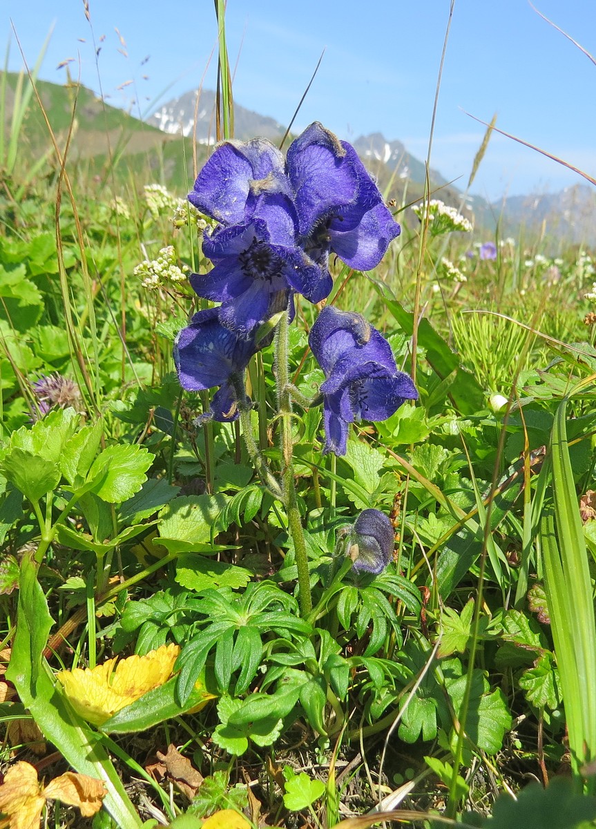Image of Aconitum delphiniifolium specimen.
