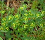 Euphorbia borodinii