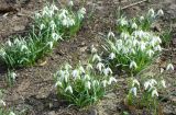 Galanthus nivalis