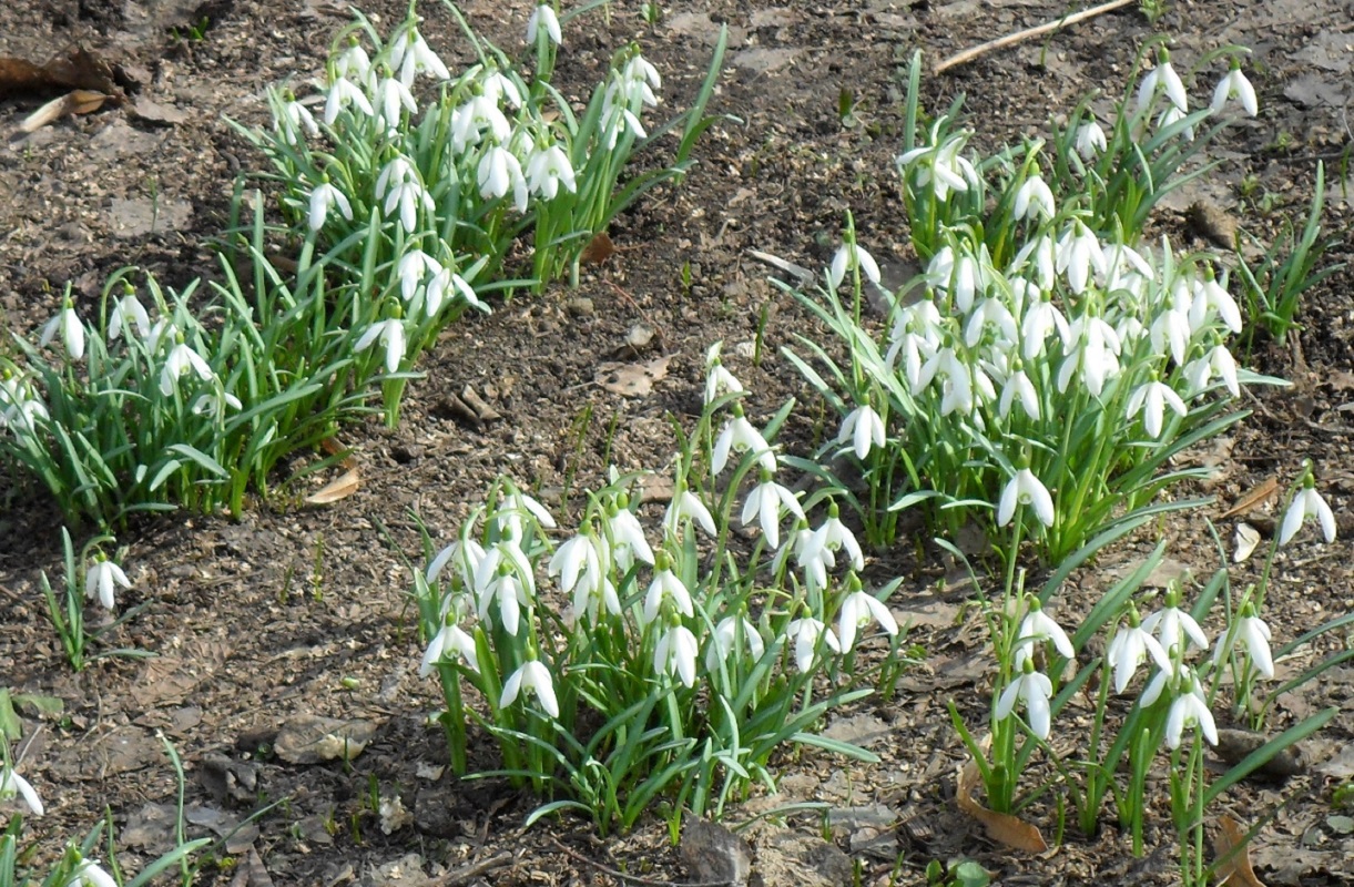 Изображение особи Galanthus nivalis.