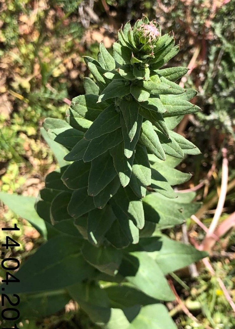 Image of genus Hieracium specimen.