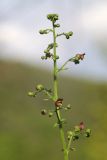 Scrophularia scopolii