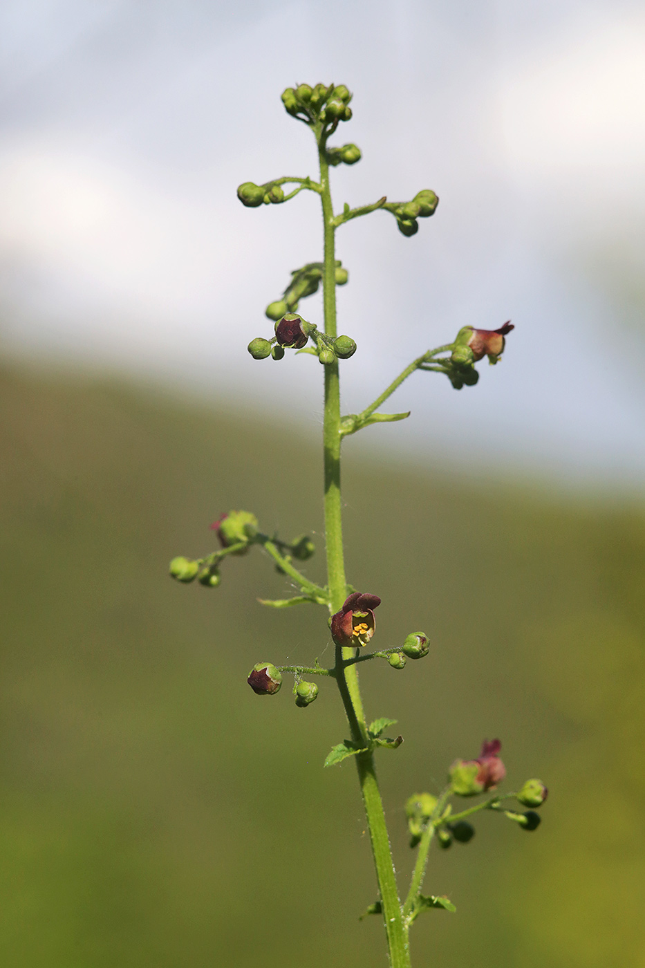 Image of Scrophularia scopolii specimen.