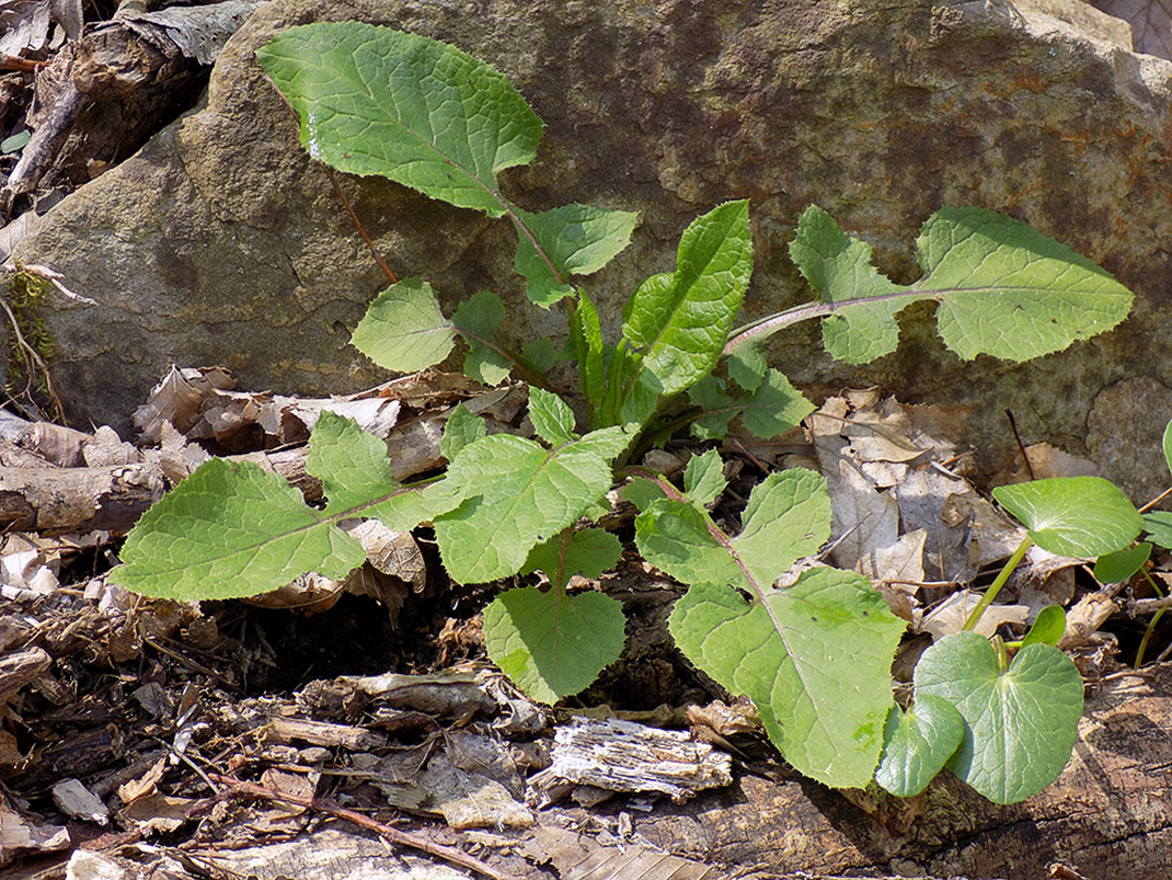 Image of Cicerbita prenanthoides specimen.