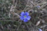 genus Linum