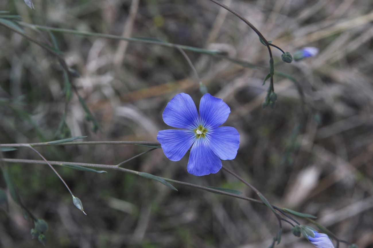 Image of genus Linum specimen.