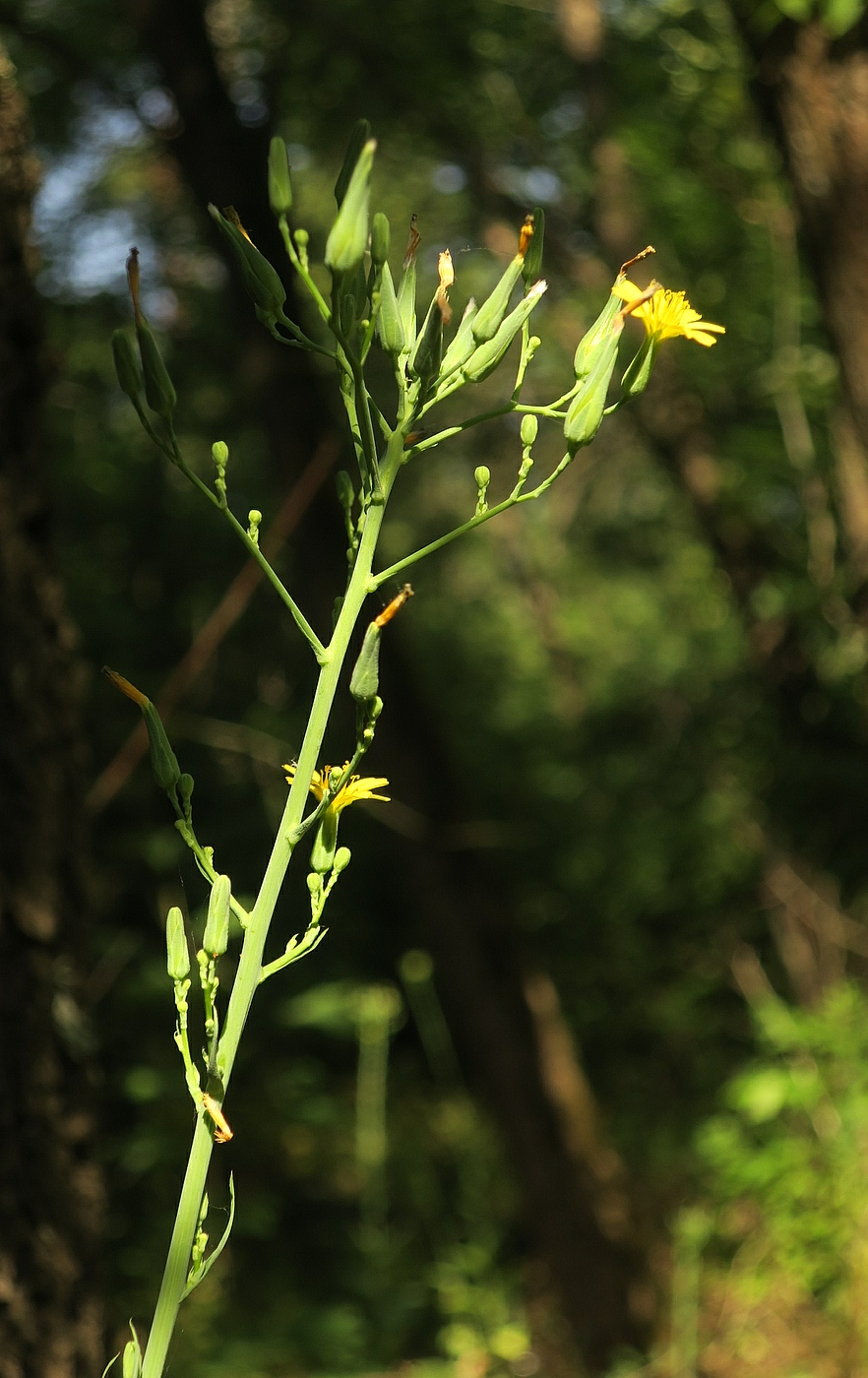 Изображение особи Lactuca chaixii.