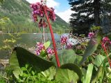 Bergenia crassifolia. Цветущие растения. Казахстан, Центральный Алтай, левый берег оз. Рахмановское, 1760 м н.у.м., край моховой темнохвойной тайги на крупнообломочном каменистом берегу. 24 июня 2019 г.