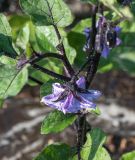 Solanum melongena