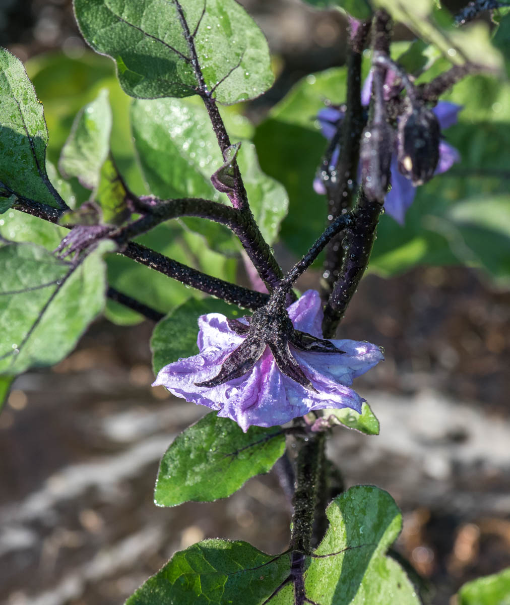 Image of Solanum melongena specimen.