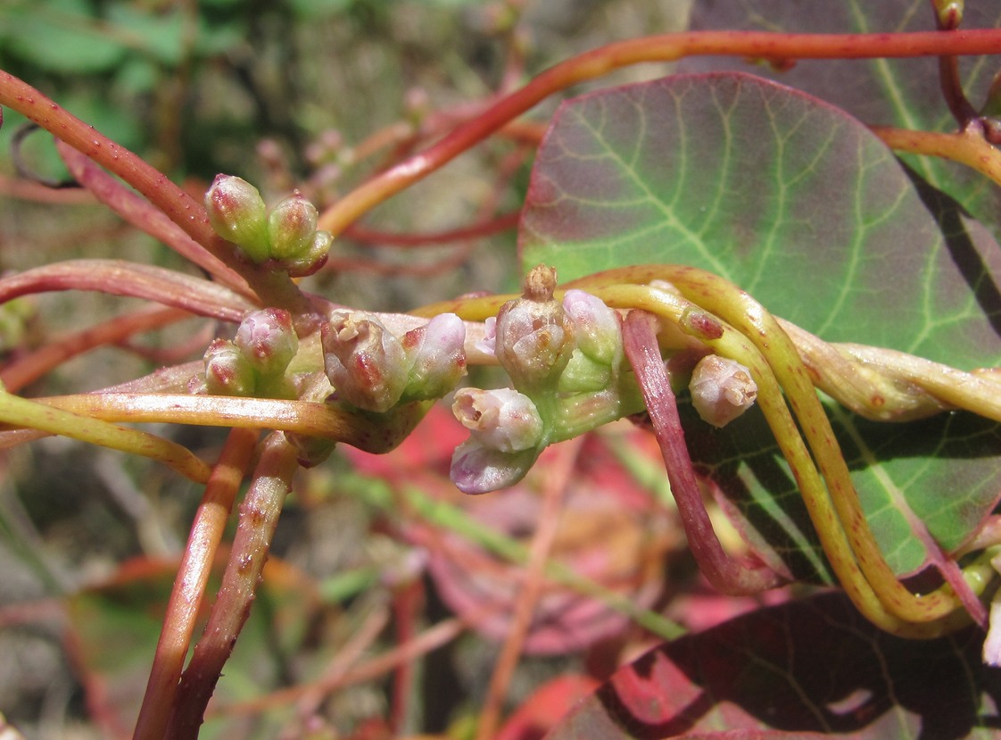 Image of Cuscuta monogyna specimen.