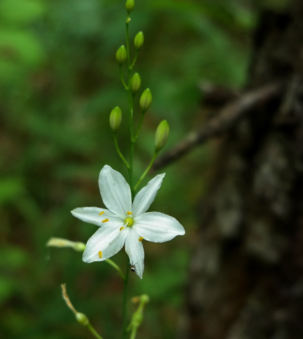 Изображение особи Anthericum ramosum.