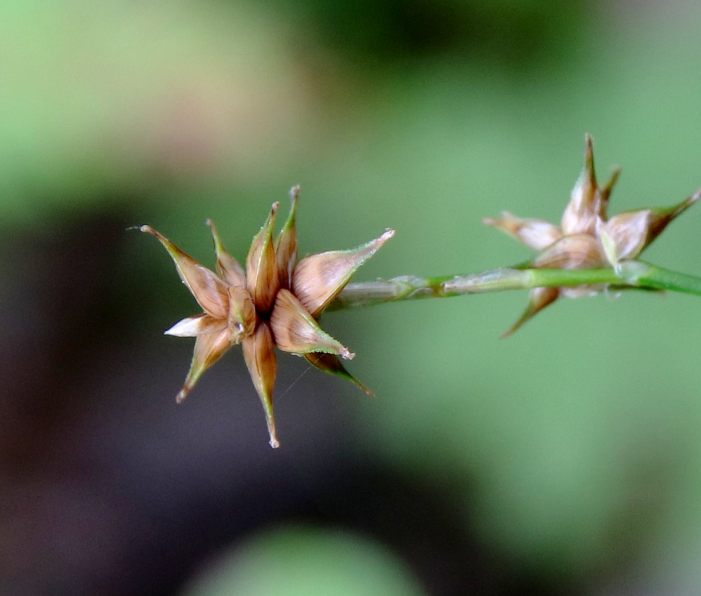 Image of Carex echinata specimen.