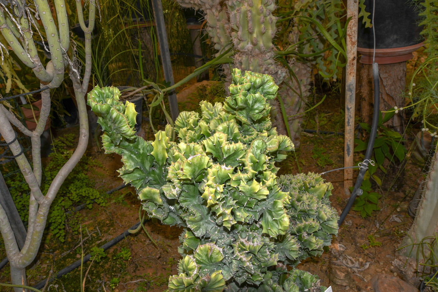 Image of Euphorbia lactea specimen.