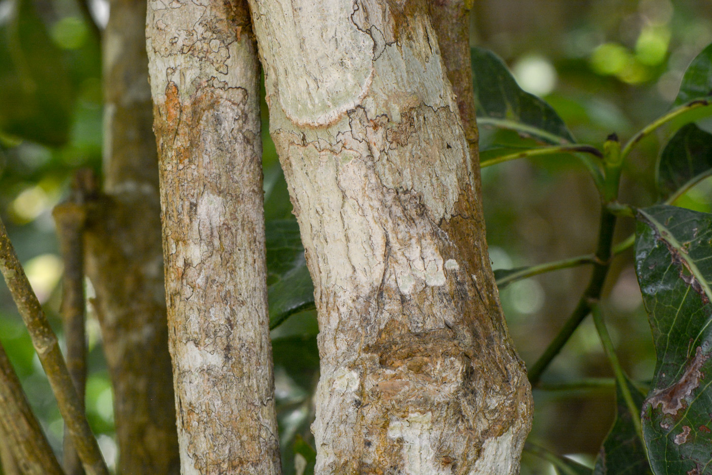 Image of Rauvolfia mombasiana specimen.