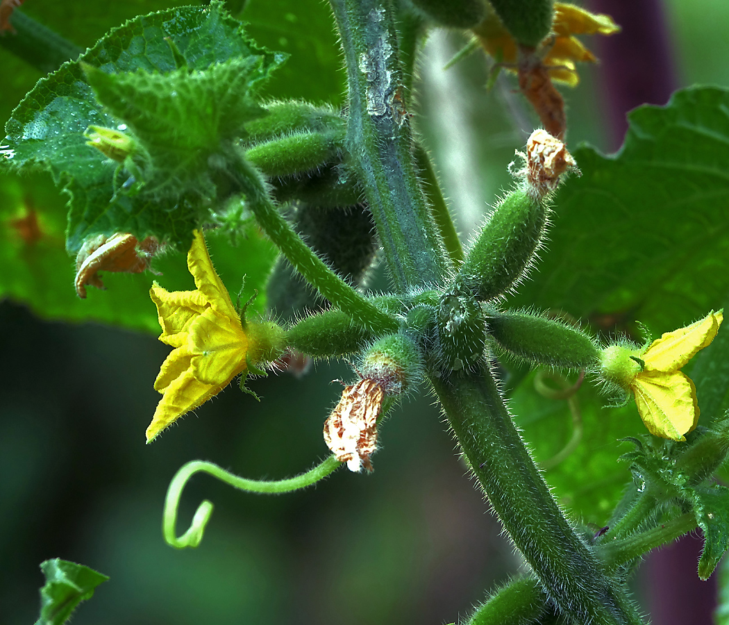 Image of Cucumis sativus specimen.