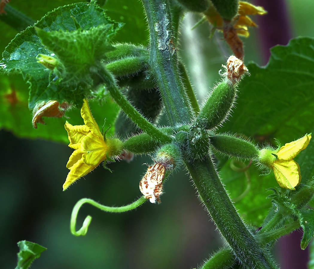 Изображение особи Cucumis sativus.