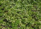 Galium humifusum