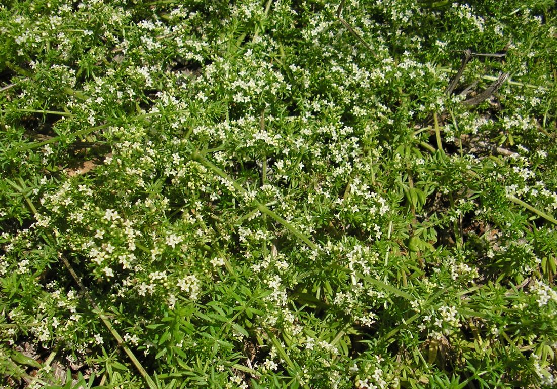 Изображение особи Galium humifusum.