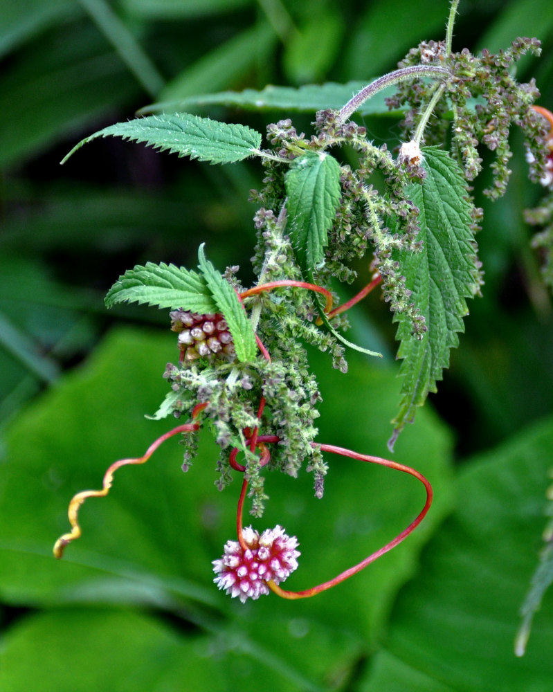 Изображение особи Cuscuta europaea.