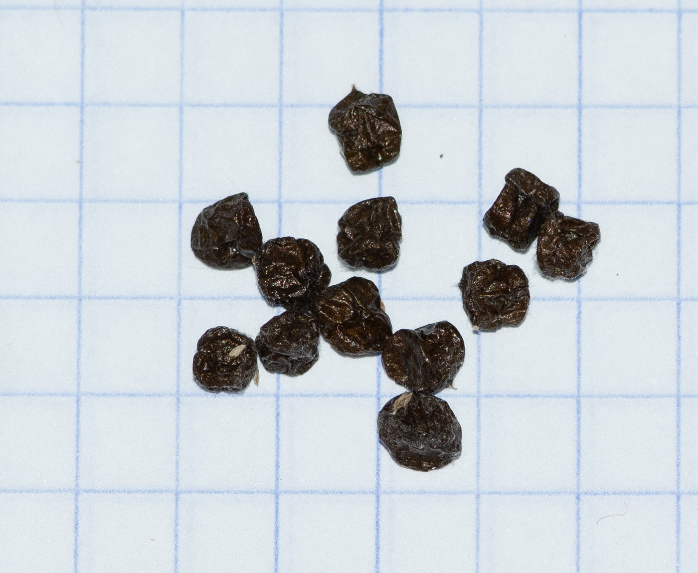 Image of Ferraria crispa specimen.