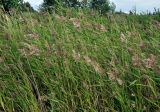 Phragmites australis