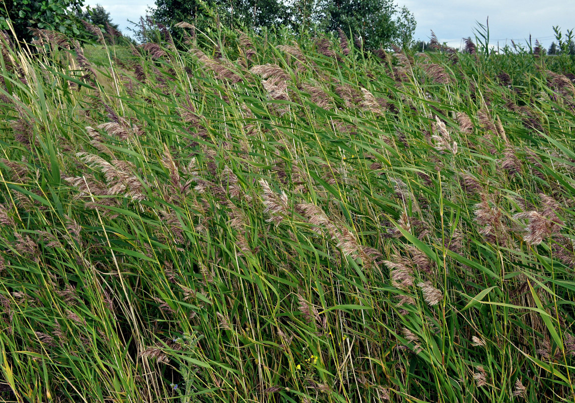 Image of Phragmites australis specimen.