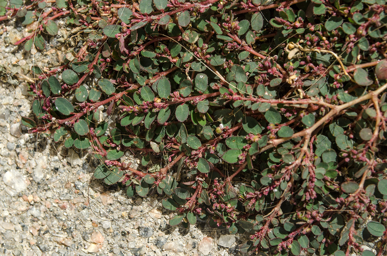 Изображение особи род Euphorbia.