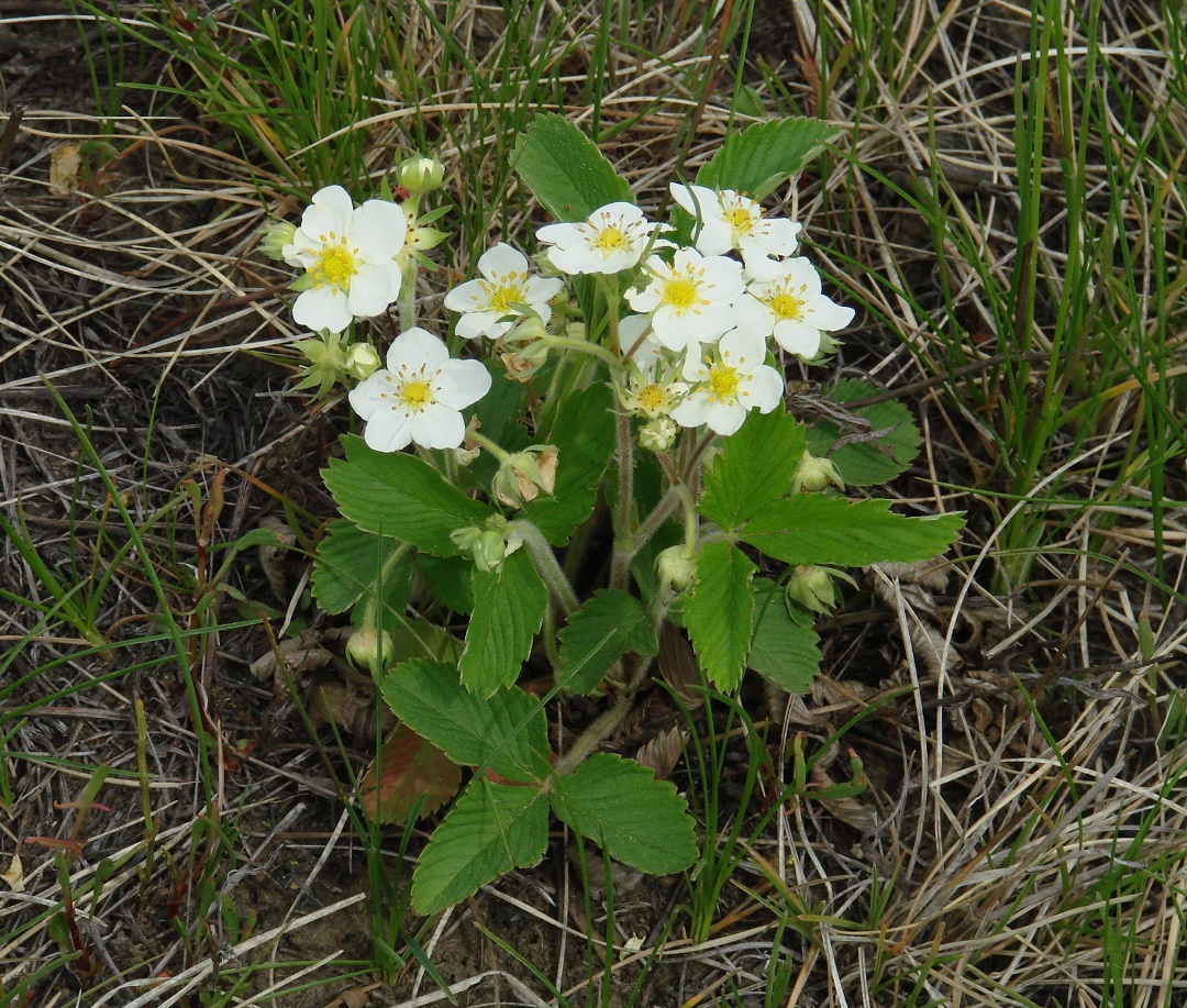 Image of Fragaria viridis specimen.