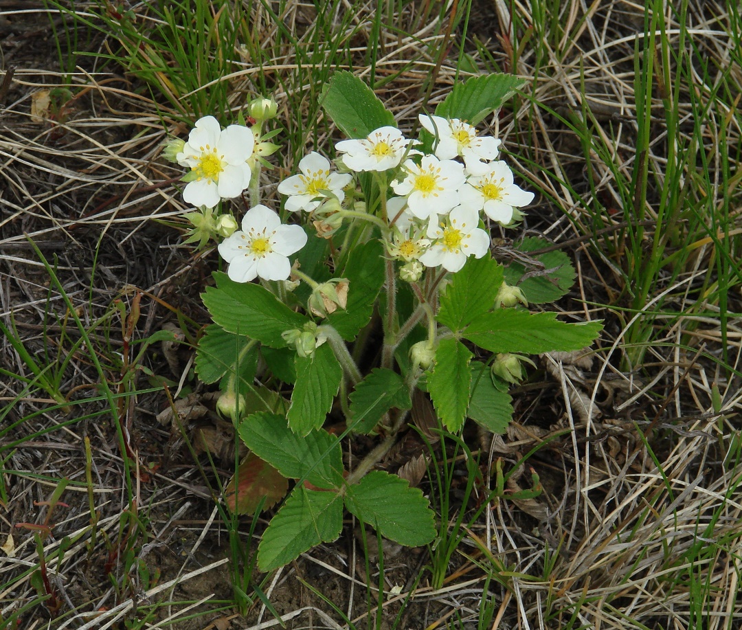 Изображение особи Fragaria viridis.