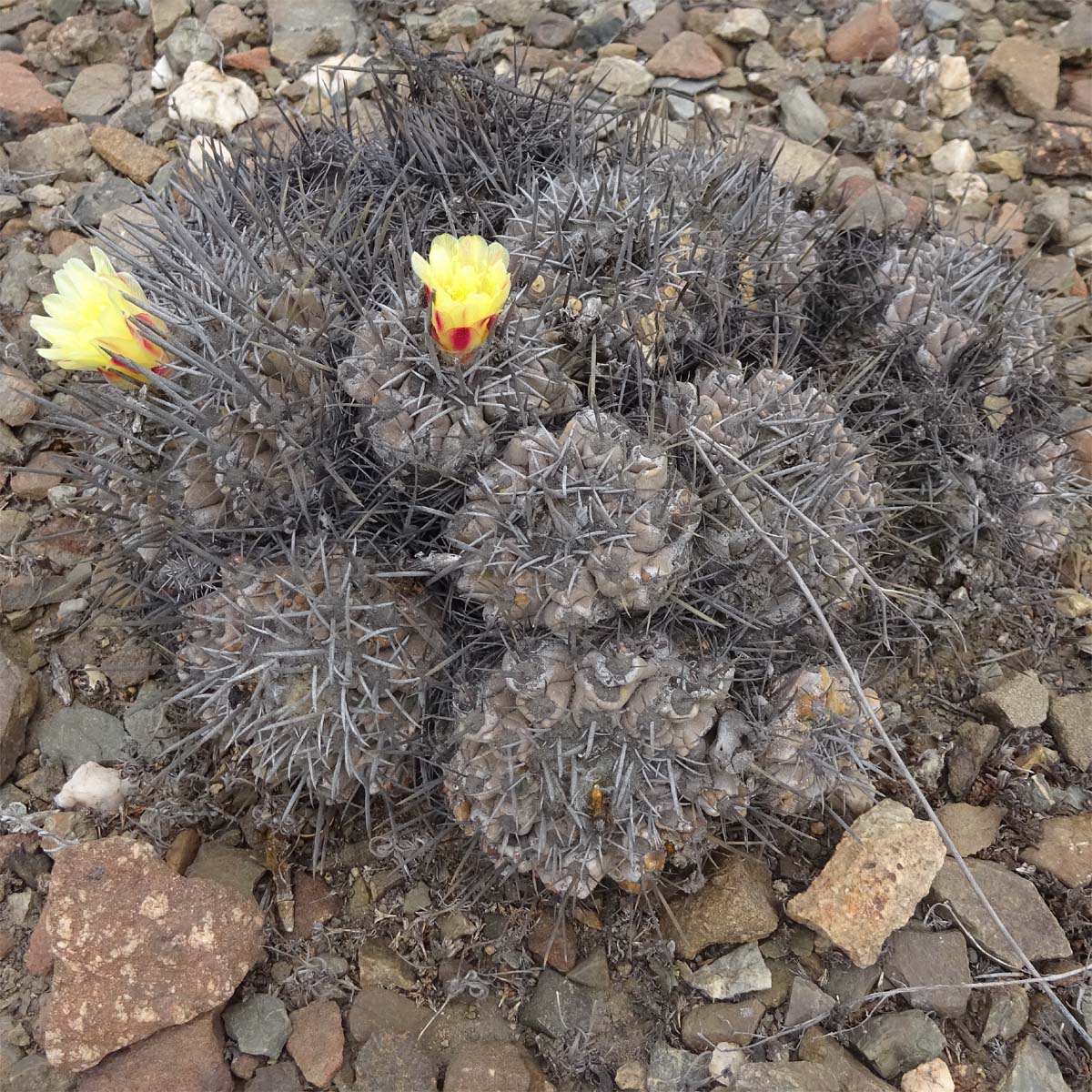 Изображение особи Copiapoa fiedleriana.