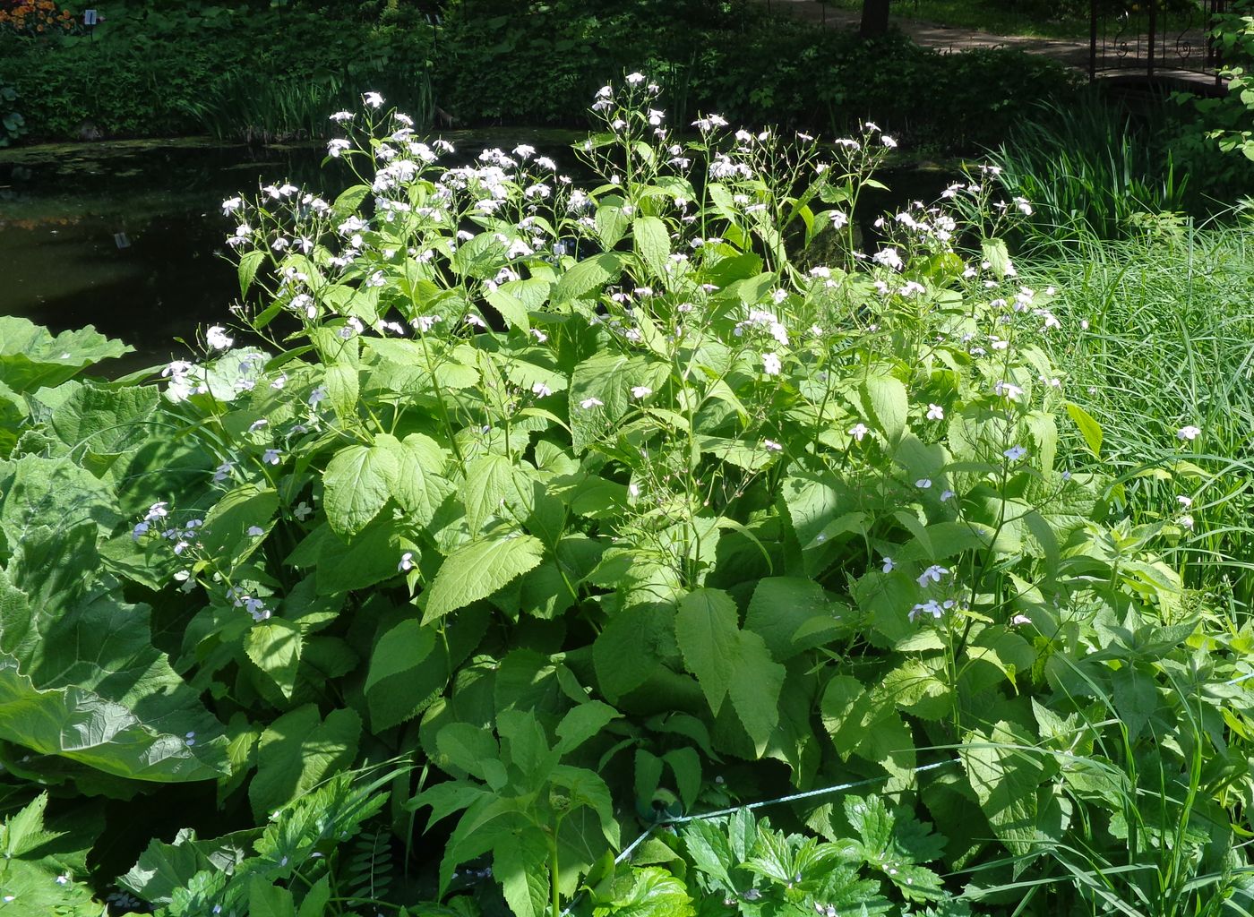 Image of Lunaria rediviva specimen.