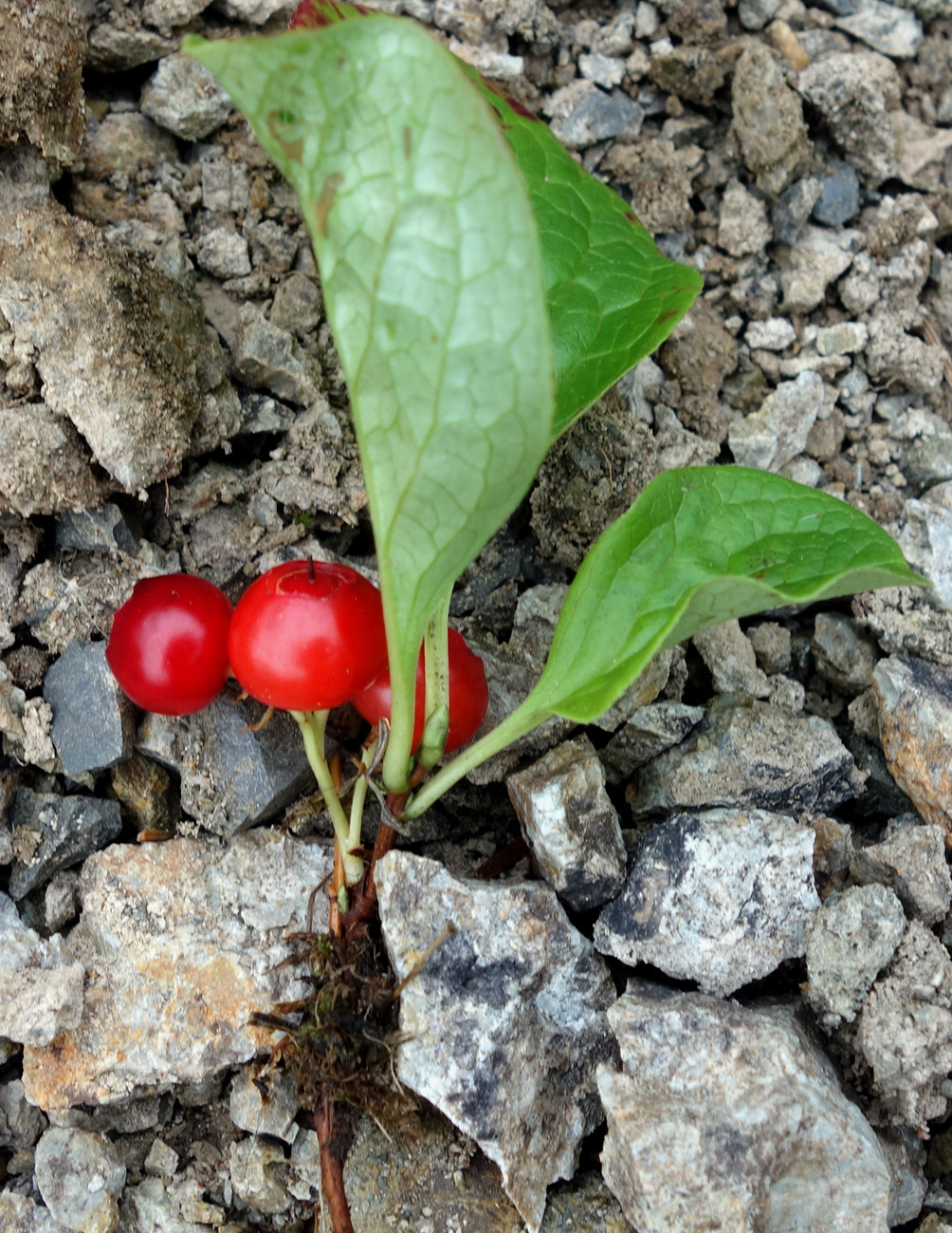 Изображение особи Vaccinium praestans.