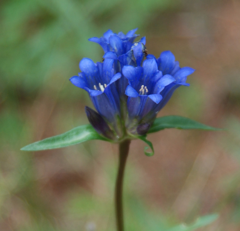 Изображение особи Gentiana decumbens.