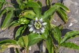 Passiflora edulis. Верхушка побега с бутоном и цветком. Перу, регион La Libertad, пос. Huanchaco, песчаный склон прибрежной возвышенности. 25.10.2019.