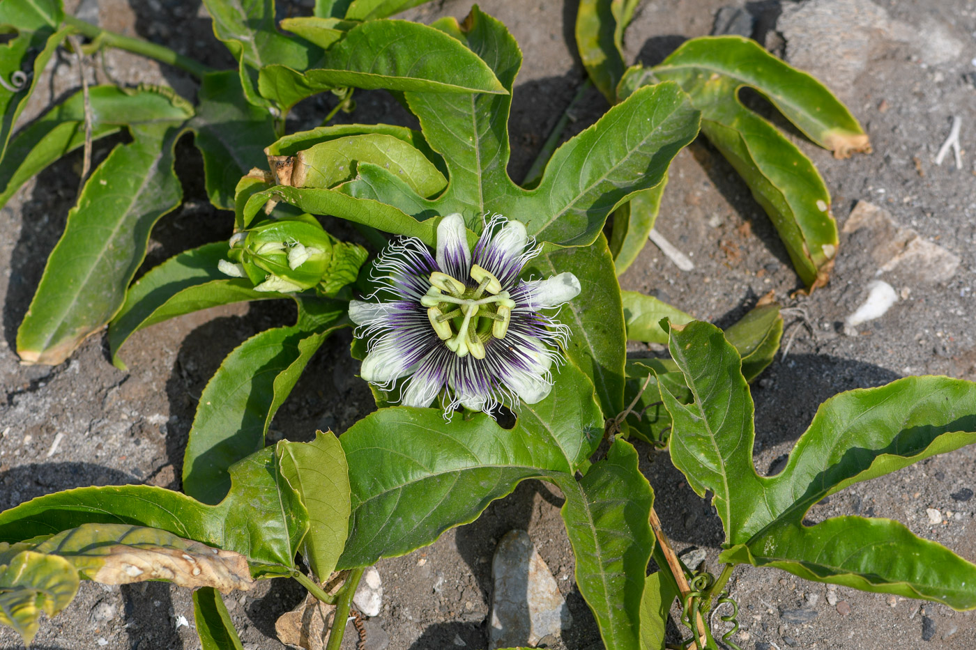 Image of Passiflora edulis specimen.