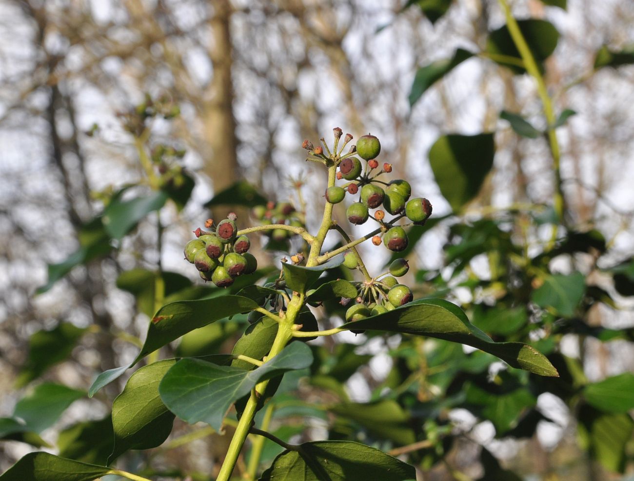 Image of genus Hedera specimen.