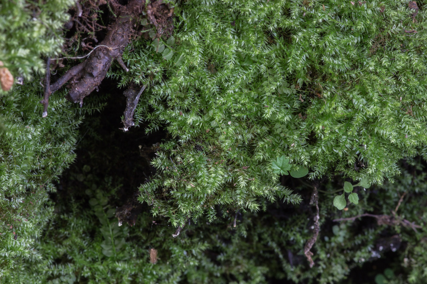 Изображение особи Plagiothecium laetum.