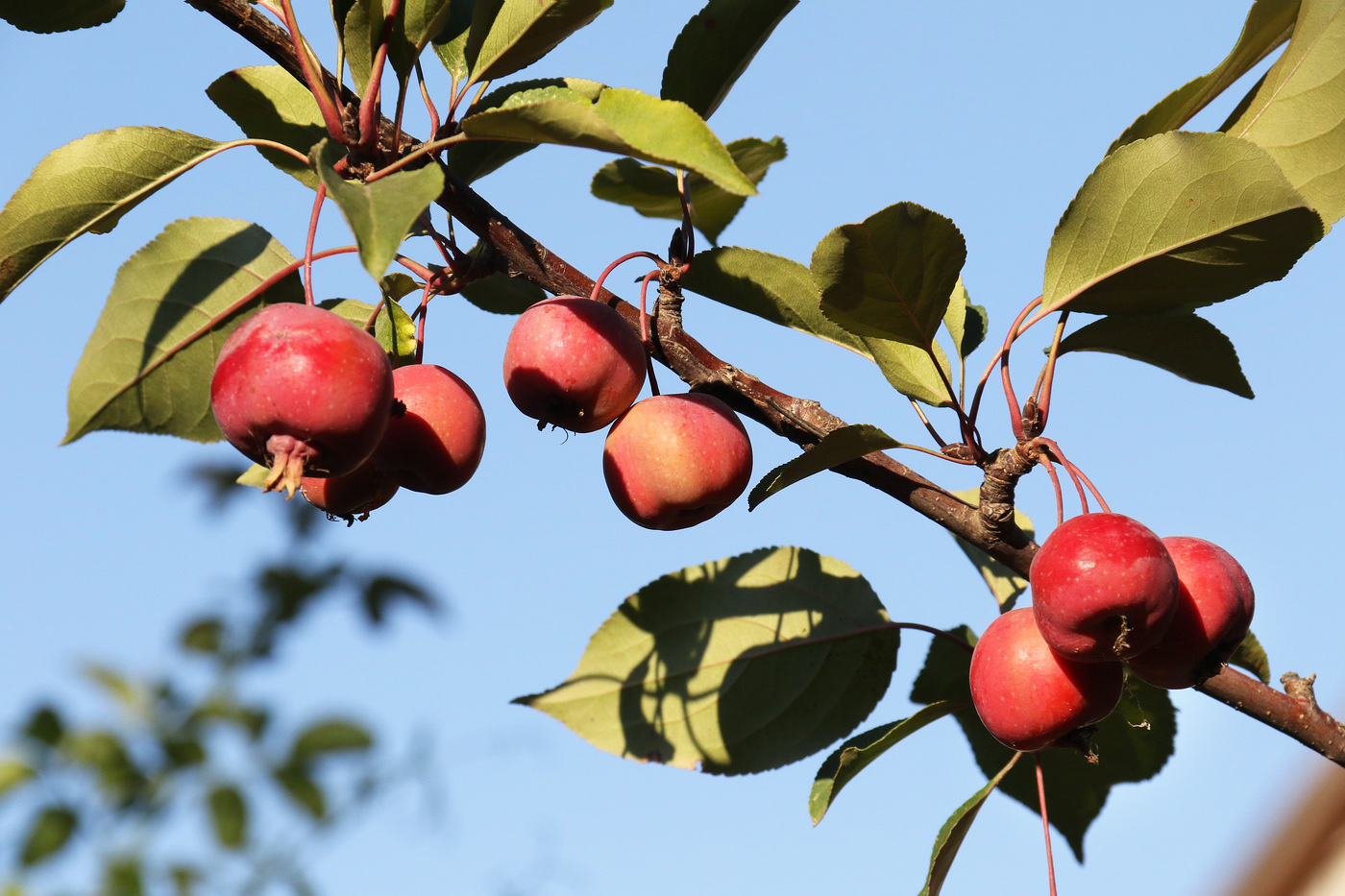 Изображение особи род Malus.