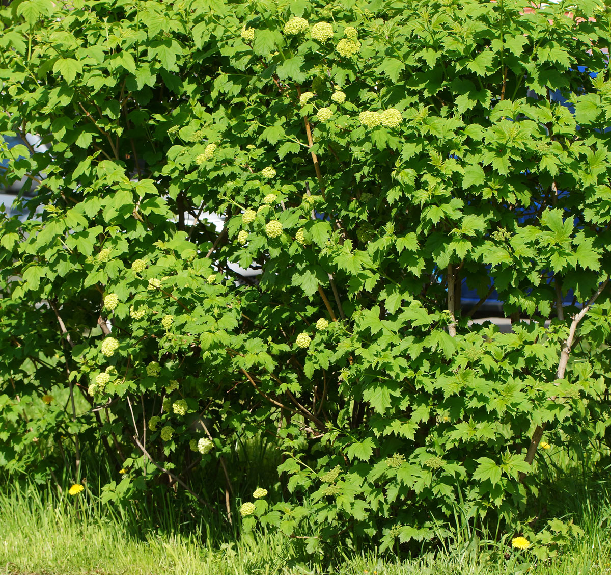 Изображение особи Viburnum opulus f. roseum.