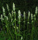 Betonica officinalis