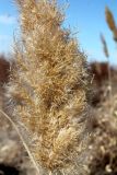 Phragmites altissimus