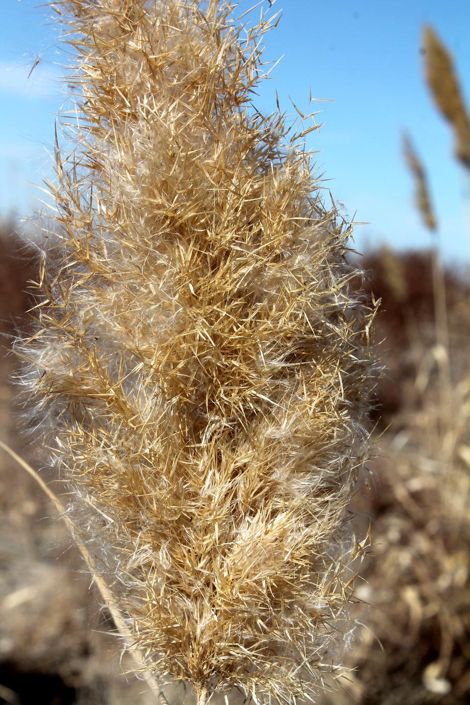 Image of Phragmites altissimus specimen.
