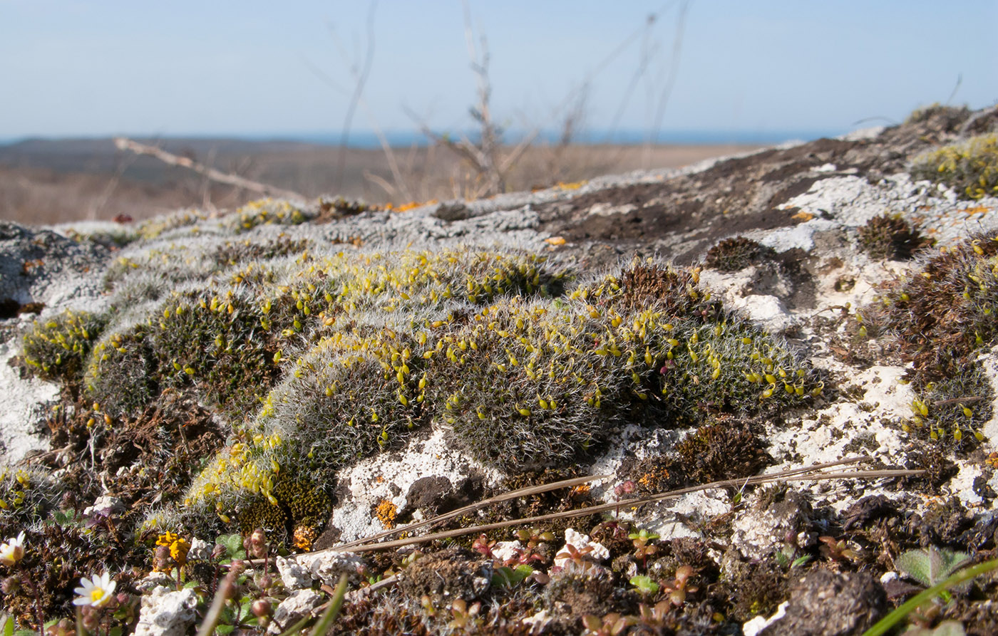 Изображение особи Grimmia pulvinata.