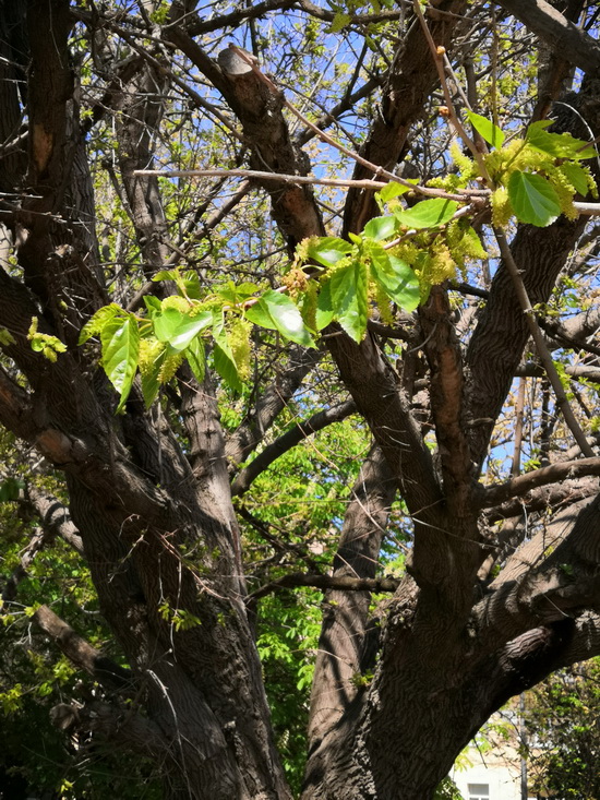 Изображение особи Morus alba.