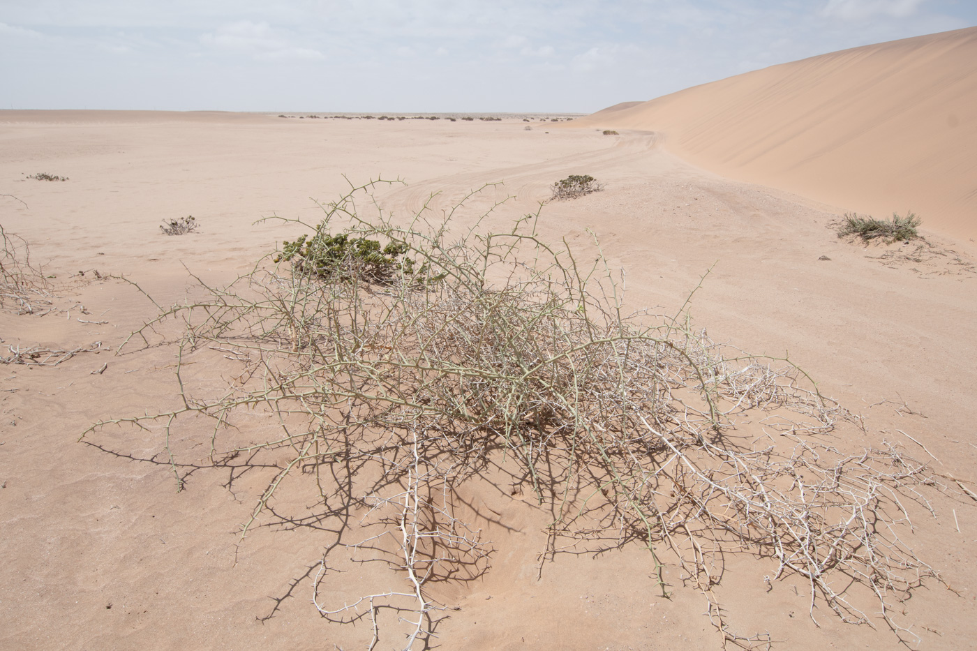 Изображение особи Acanthosicyos horridus.