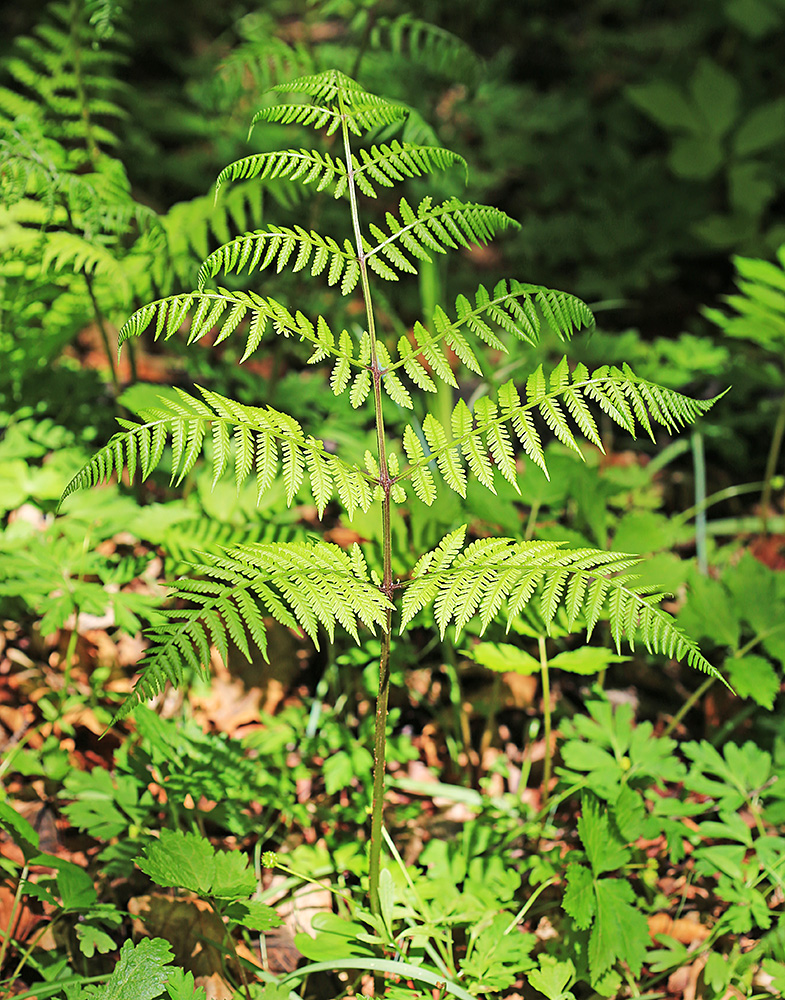 Изображение особи Cornopteris crenulatoserrulata.